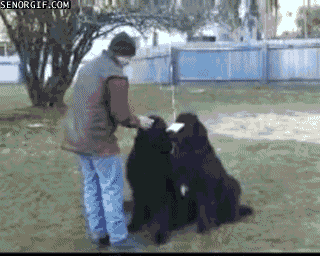 Gif's of Funny Wins and Fails!!