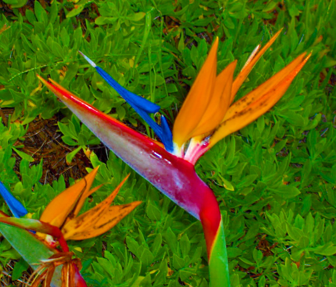 Beautiful Tropical Birds and Flowers!!