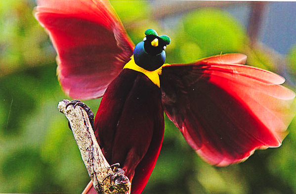 Beautiful Tropical Birds and Flowers!!