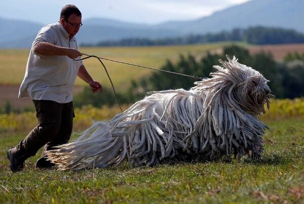 Shaggy Dog