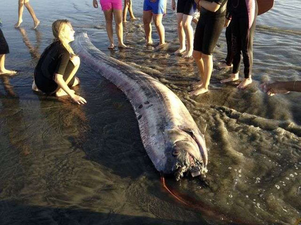 Rare Oar Fish Washed Up On Beach
