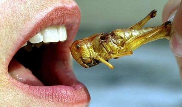 According to the FDA the average person consumes a pound of insects per year, mostly mixed into other foods
