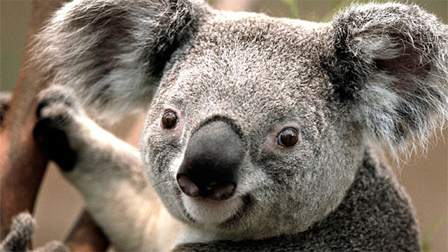 Koalas actually eat their mom's poop