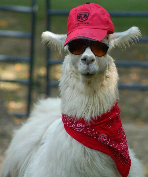 coolest llama
