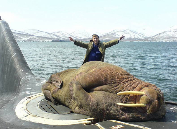 massive walrus