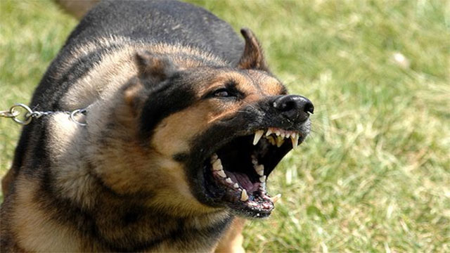 DOGS- Your chances of being mauled by mans best friend are 1-in-147,717