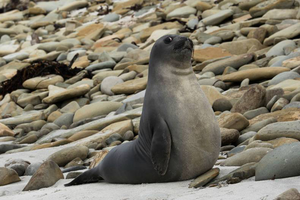 Seal Keeping an Eye On You
