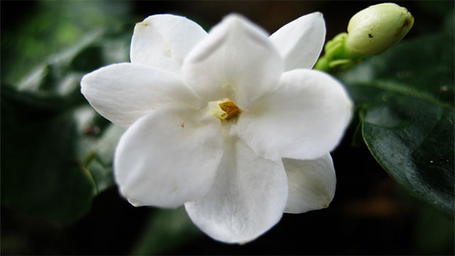 China: Jasmine. After the jasmine revolution in Tunisia inspired Chinese protesters the government didn't just crack down on the protesters it banned the flower itself.