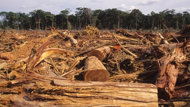 2,040 trees will be cut down in the rainforest