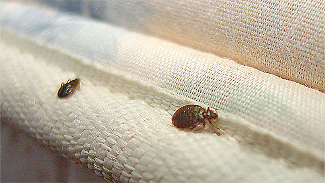 The bed bugs you snuggle with at night will crawl roughly 48 inches closer