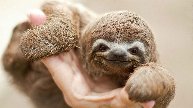 A sloth will cover an average of 13 feet