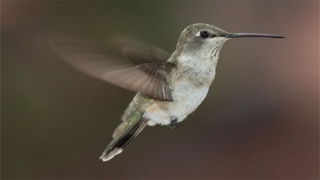 A hummingbird will flap its wings 4,000 times