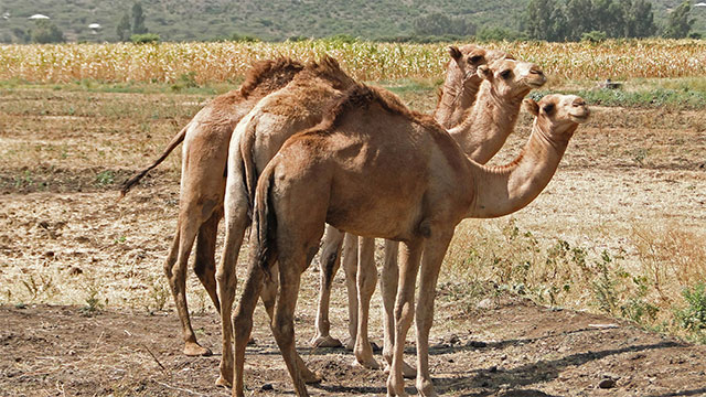 Saudi Arabia imports camels from Australia.