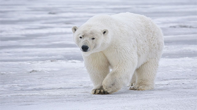 If you eat a polar bear liver, you will die. Humans cant handle that much vitamin A.