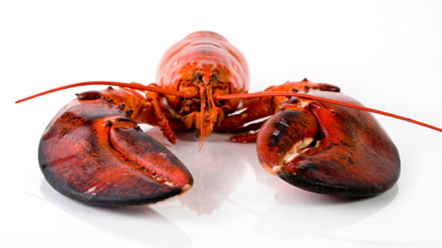 Lobsters don't grow old and die. In fact, as far as scientists can tell they only die of external causes.