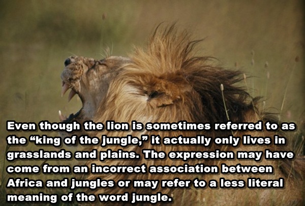 Note about lion not being king of the jungle but rather king of plains and grasslands.