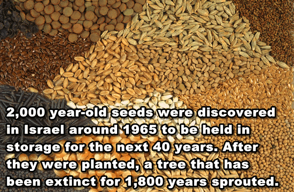 Fun fact of seeds found in Israel that eventually grew into a tree that was extincts for 1,800 years.
