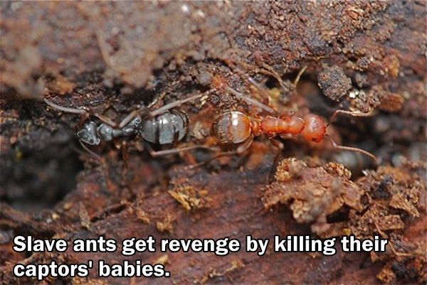fun fact about ants