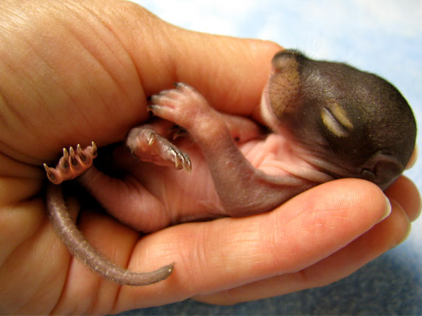 Super Adorable Baby Critters!