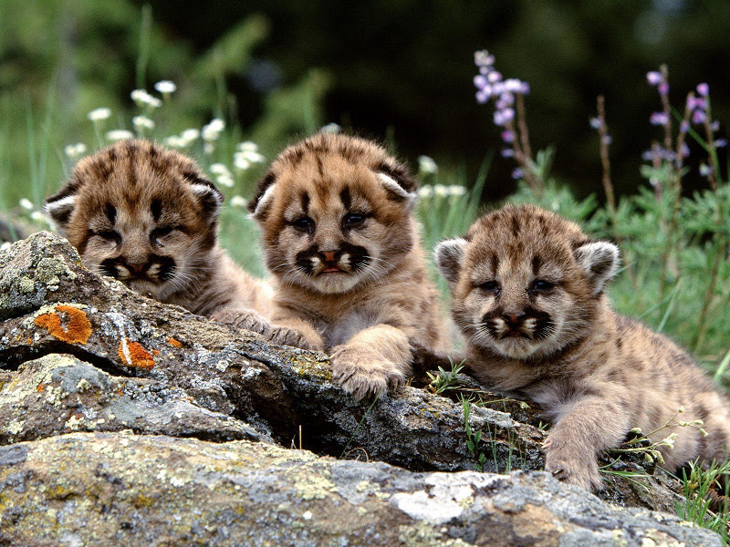 Super Adorable Baby Critters!