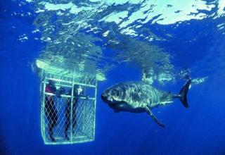 Shark cage diving in South AfricaWith nothing but a steel cage between you and the sharks this activity is actually much safer than it sounds.