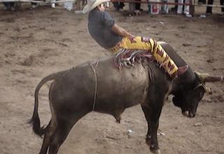 Bull Riding in Mexico-Getting kicked by a bull is no joke. Make sure you have your will in order beforehand.
