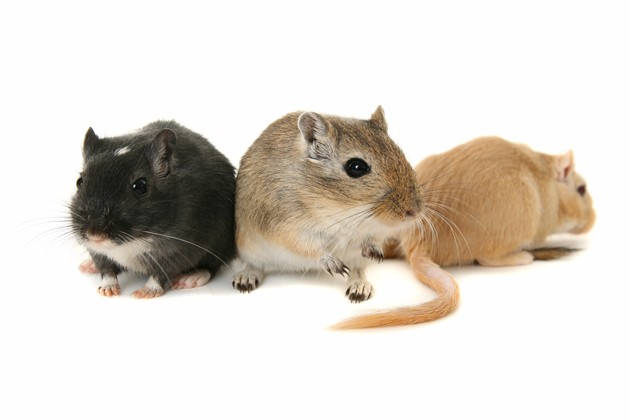 The average human male genitals contain enough blood to power 3 gerbils.