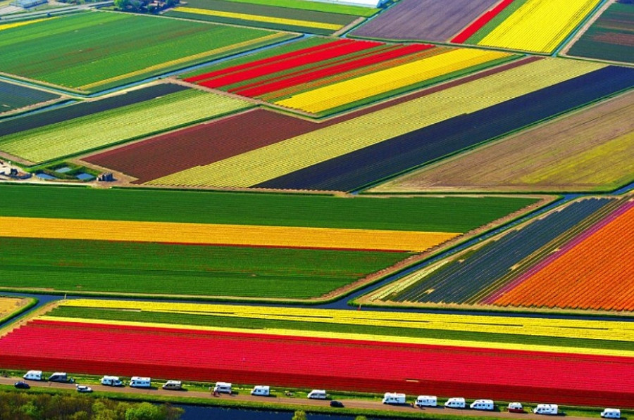 tulip farms netherlands