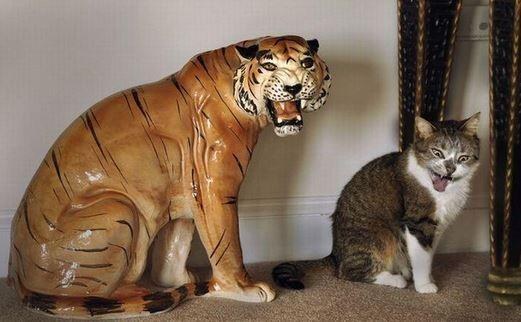 cat imitating tiger