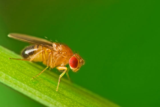 When fruit flies are infected with a parasite, they self-medicate with boozethey seek out food with higher alcohol content