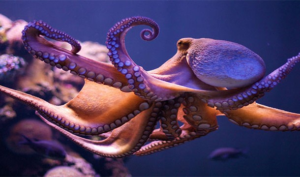 An octopus has three hearts