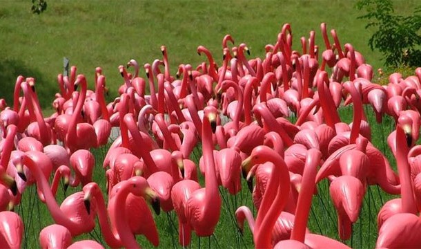 Apparently there are more fake flamingos in the world than real flamingos
