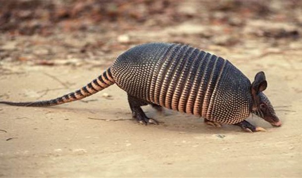 Armadillos almost always give birth to quadruplets