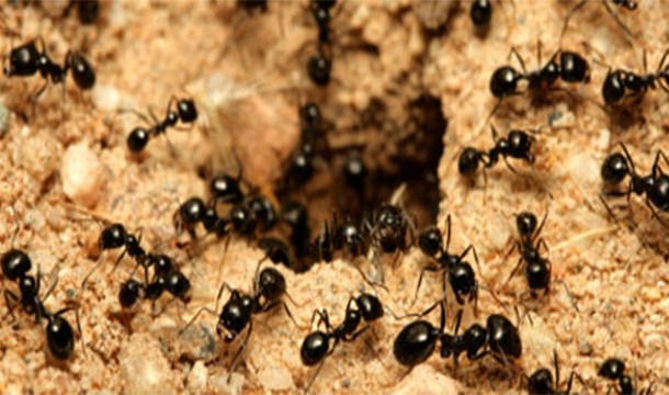 For every human on Earth there are 1.6 million ants