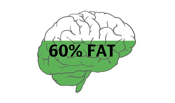 brain fat percentage - 60% Fat