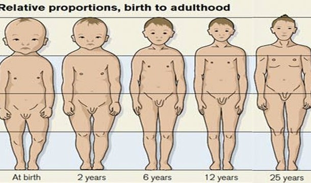 color of your brain - Relative proportions, birth to adulthood At birth 2 years 6 years 12 years 25 years