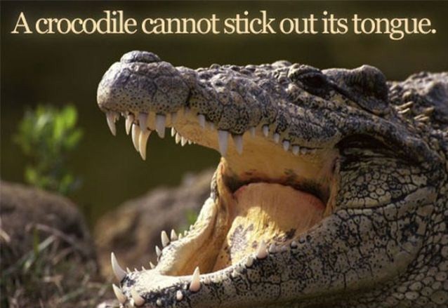 crocodile tongue - A crocodile cannot stick out its tongue.