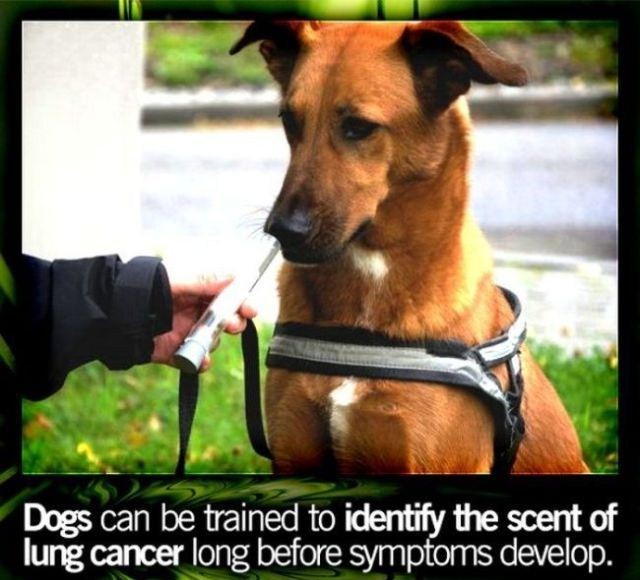 some knowledgeable facts - Dogs can be trained to identify the scent of lung cancer long before symptoms develop.
