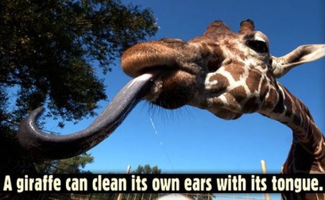 giraffe tongue - A giraffe can clean its own ears with its tongue.