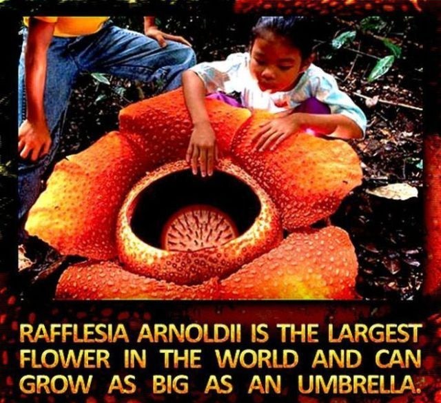 world's biggest flower rafflesia - Rafflesia Arnoldii Is The Largest Flower In The World And Can Grow As Big As An Umbrella.