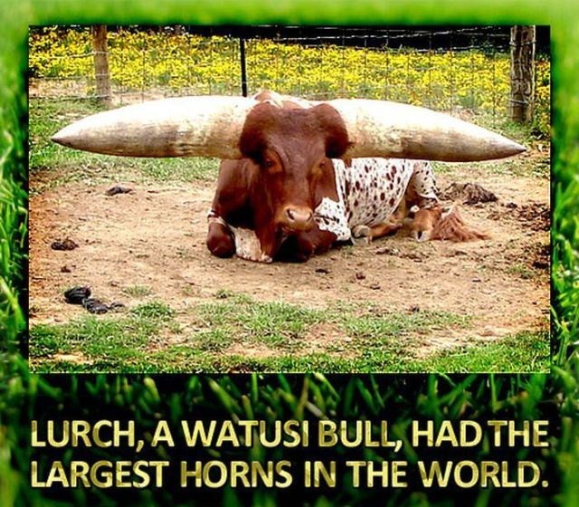 watusi cattle - Lurch, A Watusi Bull, Had The Largest Horns In The World.