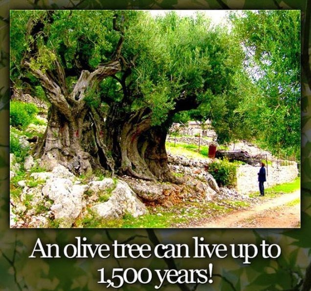arbequina olive tree size - An olive tree can live up to 1500 years!