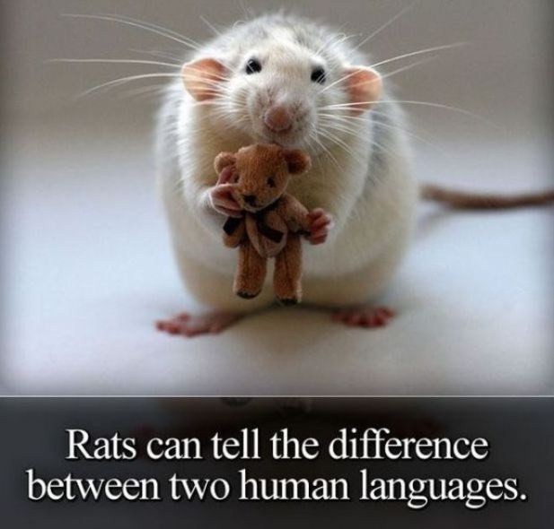 pet rats with teddy bears - Rats can tell the difference between two human languages.