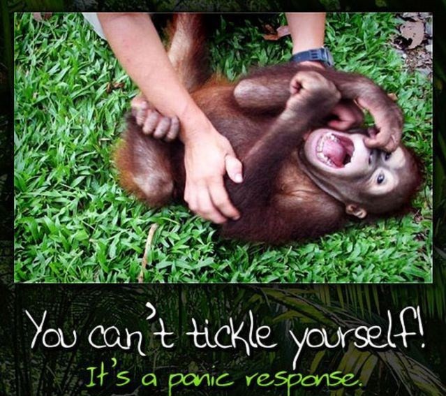 tickle torture memes - You can't tickle yourself! It's a panic response.