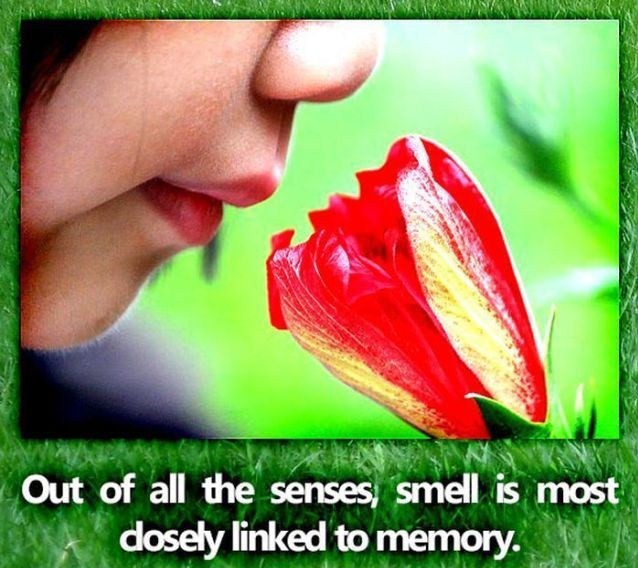 smelling a flower - Out of all the senses, smell is most dosely linked to memory.