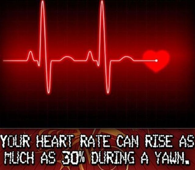 general knowledge facts - Your Heart Rate Can Rise As Much As 30% During A Yawn.