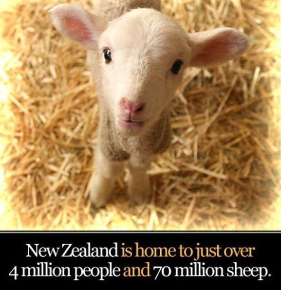 baby hair sheep - New Zealand is home to just over 4 million people and 70 million sheep.
