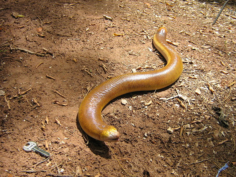 This is how a snakeworm looks.