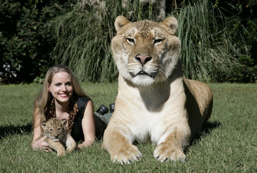 This is how the world's largest living cat looks.