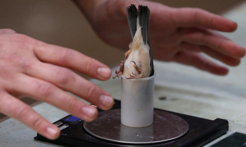 This is how tiny birds are weighed.